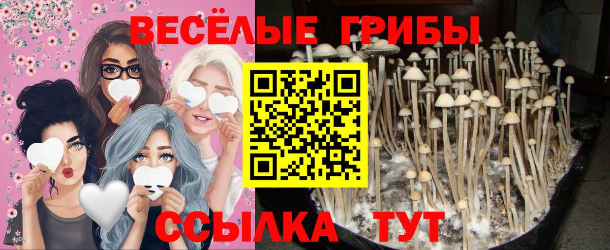 Галлюциногенные грибы прущие грибы  Вход с VPN  Псилоцибиновые грибы Magic Shrooms  Мыски 